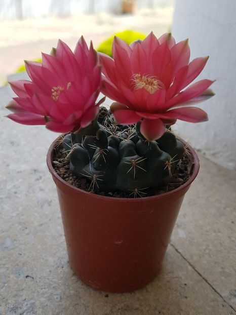 Gymnocalicium baldianum - Cactusi si plante suculente 2017-2018-2019