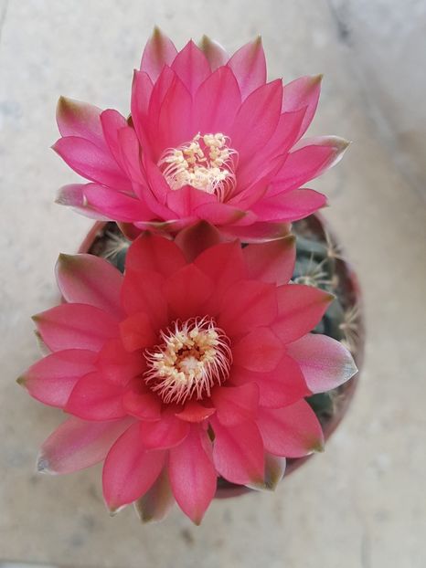  - Cactusi si plante suculente 2017-2018-2019