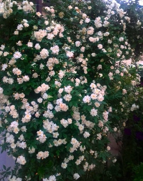 IMG-20180524-WA0028 - Gradina-2018