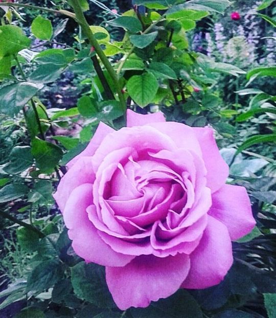 IMG-20180524-WA0025 - Gradina-2018