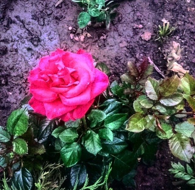 IMG-20180524-WA0027 - Gradina-2018