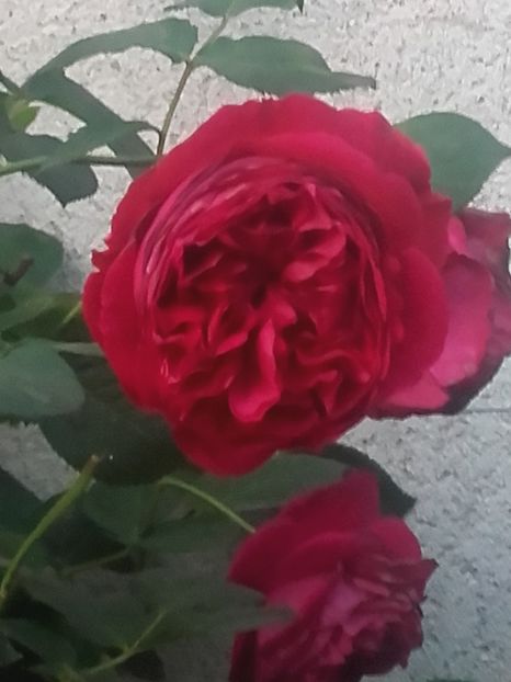 Falstaff - Gradina-2018