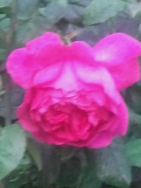 Young lycidas - Gradina-2018