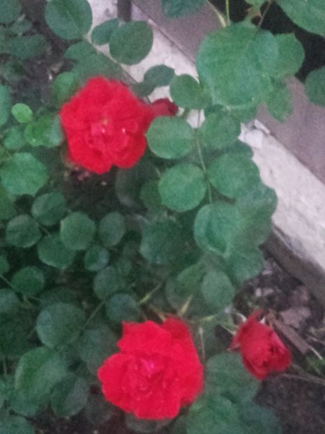 Ninna weibull cred - Gradina-2018