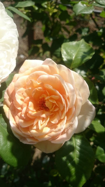 Abraham Darby - Gradina si trandafirii 2018 - I Mai