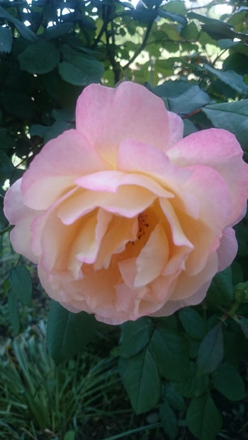 Lady Emma Hamilton - Gradina si trandafirii 2018 - I Mai