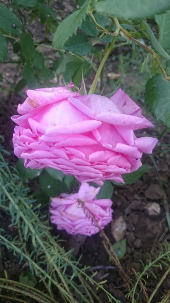 Bienvenue - Gradina si trandafirii 2018 - I Mai