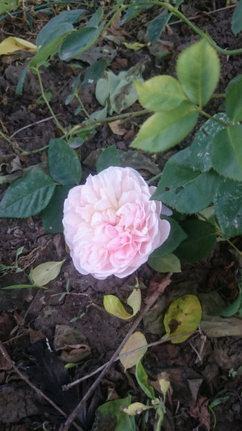 St. Swithun - Gradina si trandafirii 2018 - I Mai