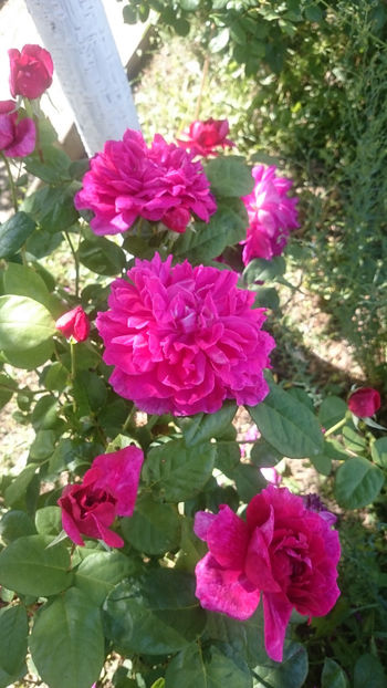 Sophy,s Rose - Gradina si trandafirii 2018 - I Mai