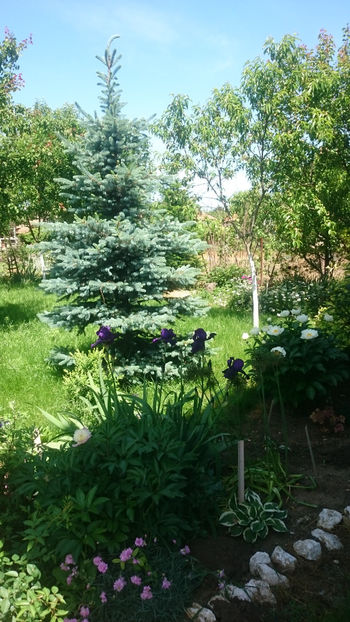 - Gradina si trandafirii 2018 - I Mai