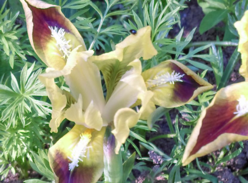  - Plante si animale la epurare 2018