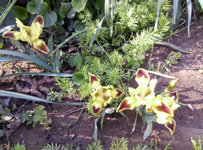  - Plante si animale la epurare 2018