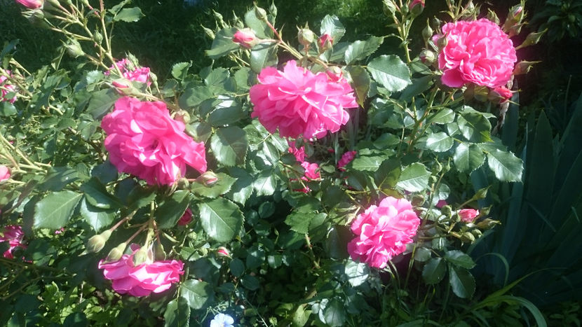 Rosarium Uetersen - Gradina si trandafirii 2018 - I Mai