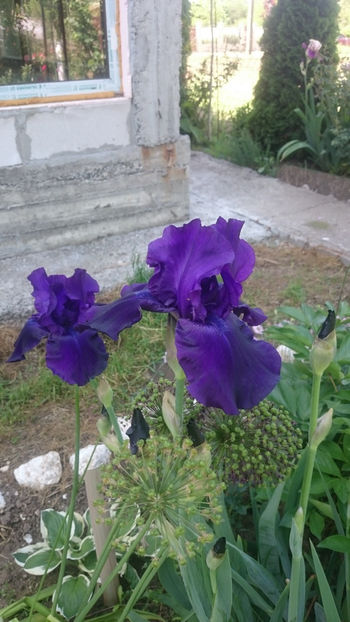  - Gradina si trandafirii 2018 - I Mai