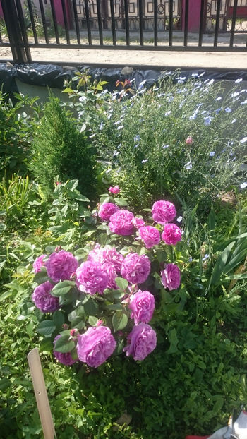 Parfum Flower Circus - Gradina si trandafirii 2018 - I Mai