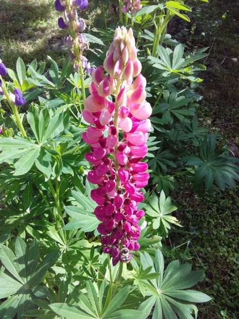  - AAAAA_LUPIN 2015_2017_2018_2019_2020