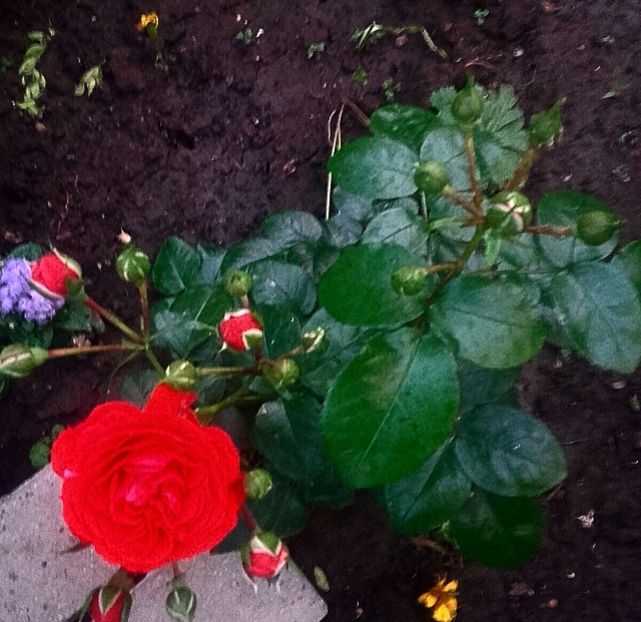 IMG-20180525-WA0001 - Gradina-2018