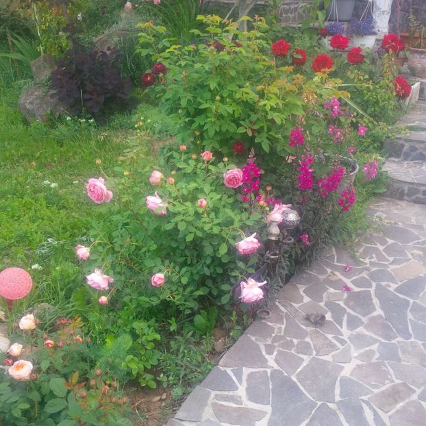  - gradina mai 2018