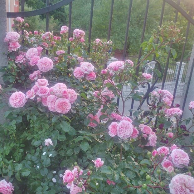 pirouette - gradina mai 2018