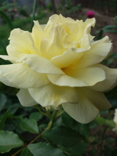 Golden fiesta - EVOLUTIE TRANDAFIRI 2018