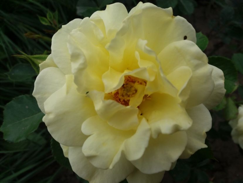  - EVOLUTIE TRANDAFIRI 2018