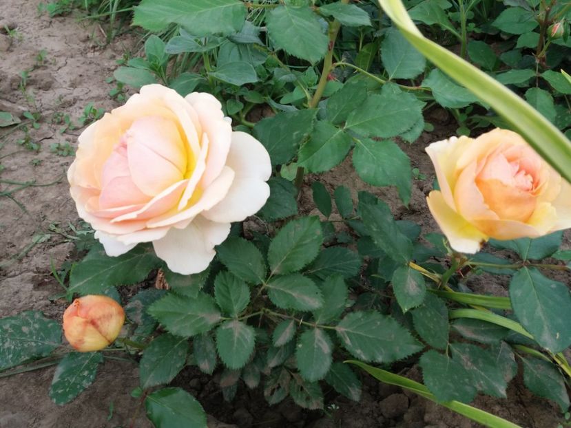 Genevieve orsi - EVOLUTIE TRANDAFIRI 2018