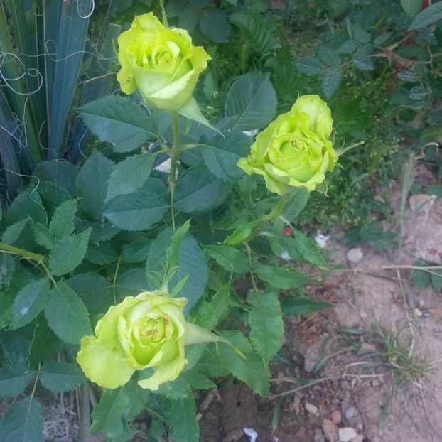  - gradina mai 2018