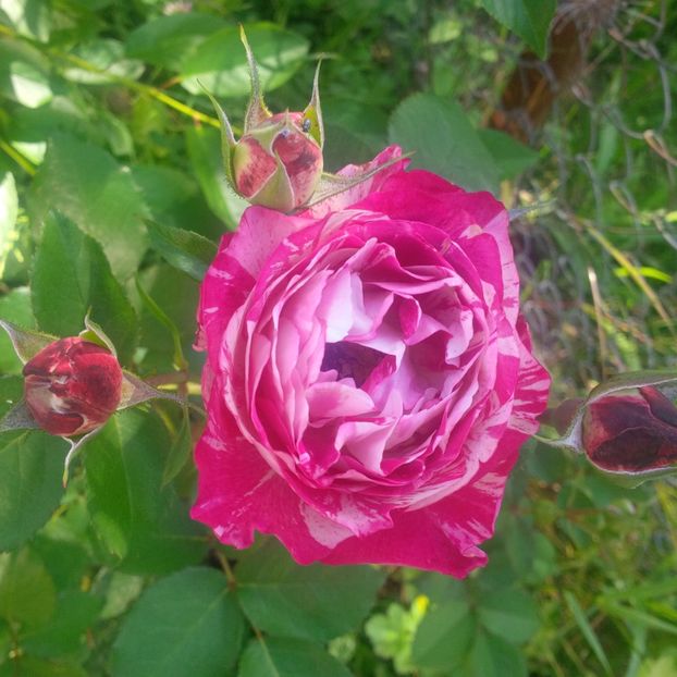 belle d"espinouse - gradina mai 2018