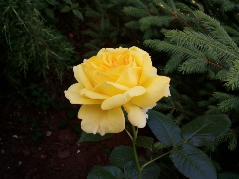  - Cel mai galben trandafir
