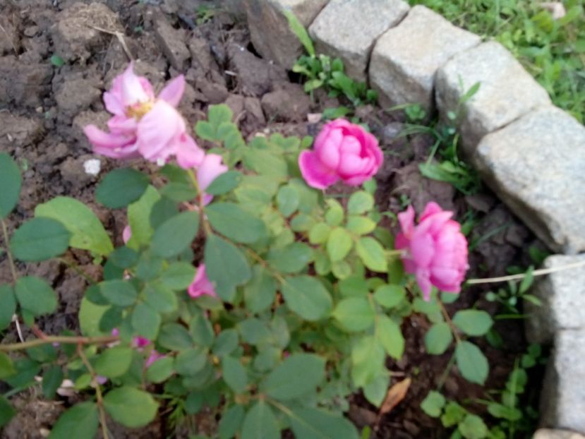  - Englezesc neidentificat-Gertrude Gekyll