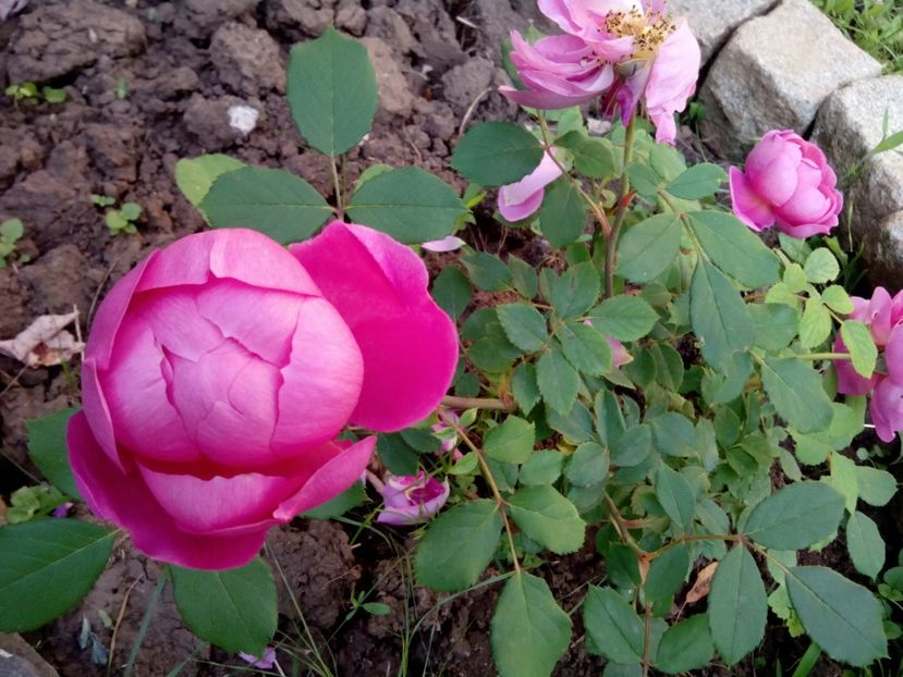  - Englezesc neidentificat-Gertrude Gekyll