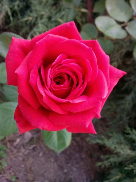  - Necunoscut alt no name