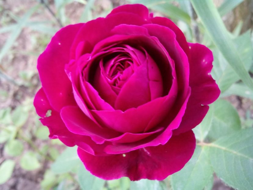  - Englezesc neidentificat