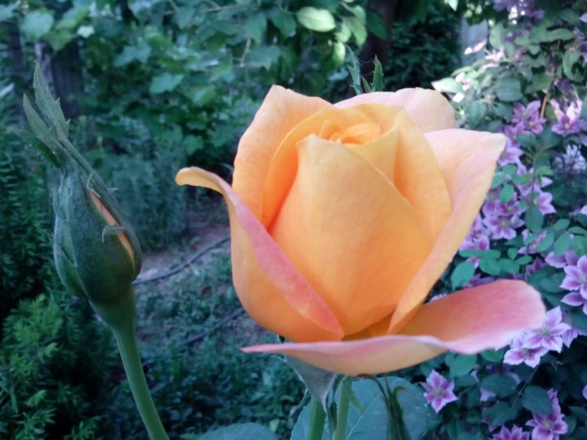  - Remy Martin- Cel mai frumos!