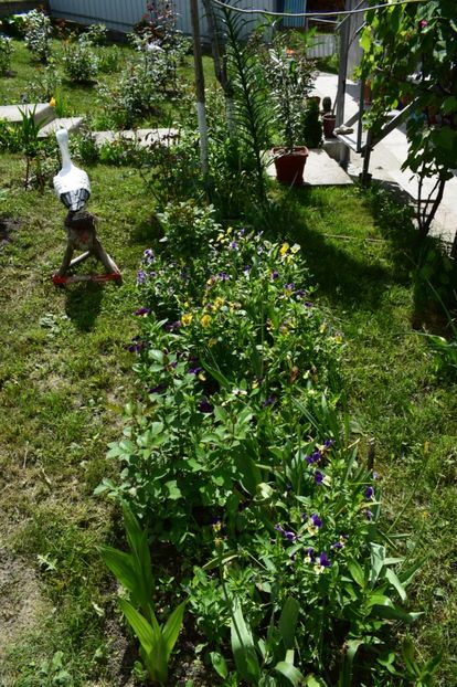  - 000000000000001   GRADINA MEA