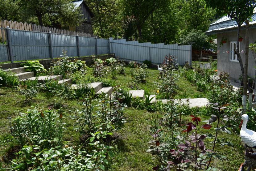 Asteptam sa infloreasca trandafirii - 000000000000001   GRADINA MEA