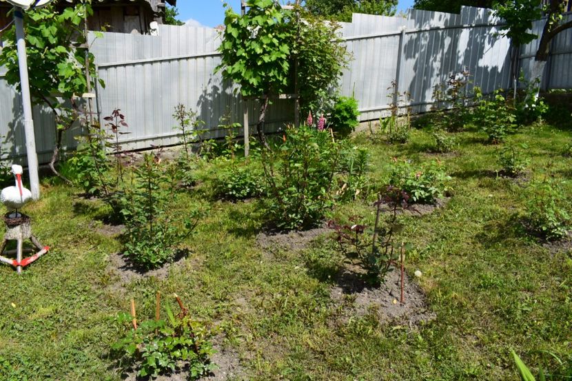  - 000000000000001   GRADINA MEA