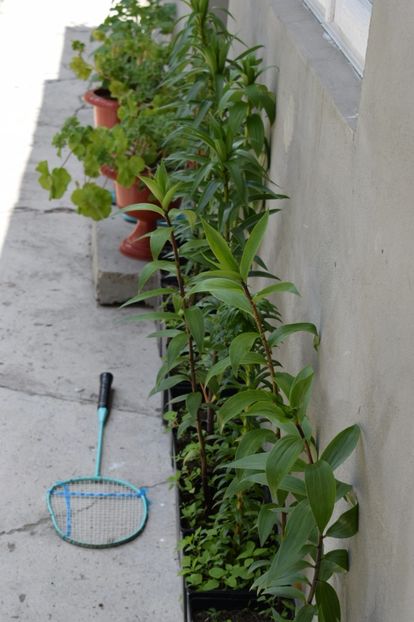  - Crini asiatici si orientali 2018