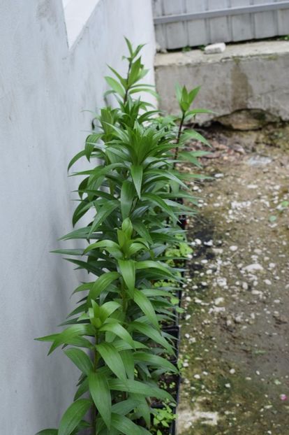  - Crini asiatici si orientali 2018