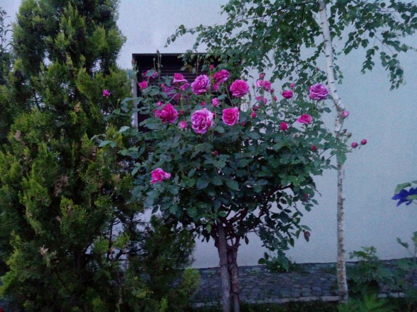  - Un shrub foarte parfumat