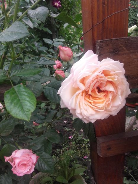 barok- rezervat - De vanzare-TOAMNA 2020