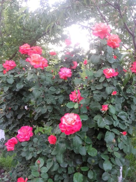 20180523_200200 - Copy - Christophe Colomb