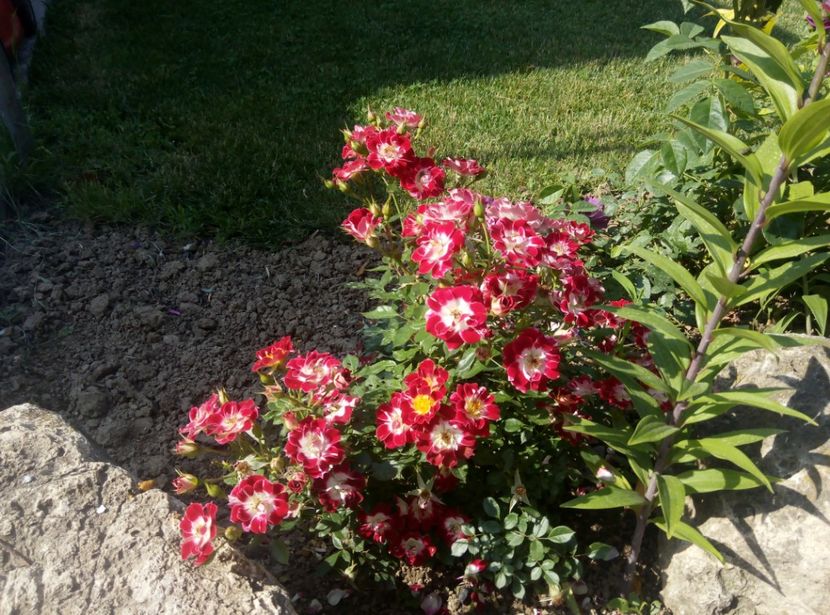 2018-25 mai - Little artist