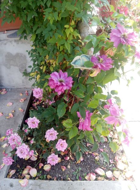 25 mai - gradina 2018