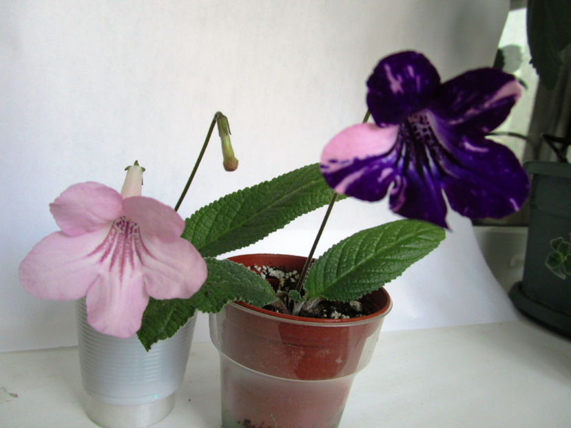 Aco Silver Lightning sport si normal(25-05-2018) - Streptocarpusi 2018