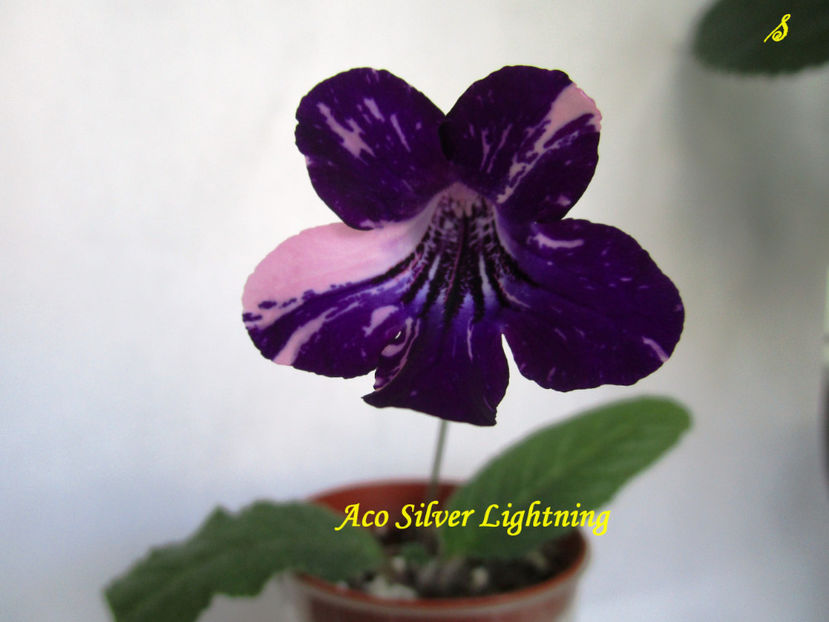 Aco Silver Lightning(25-05-2018) - Streptocarpusi 2018