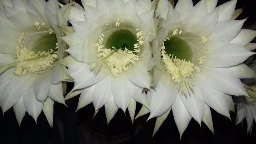 Veselie - Cactusii mei dragalasi Ekinopsis