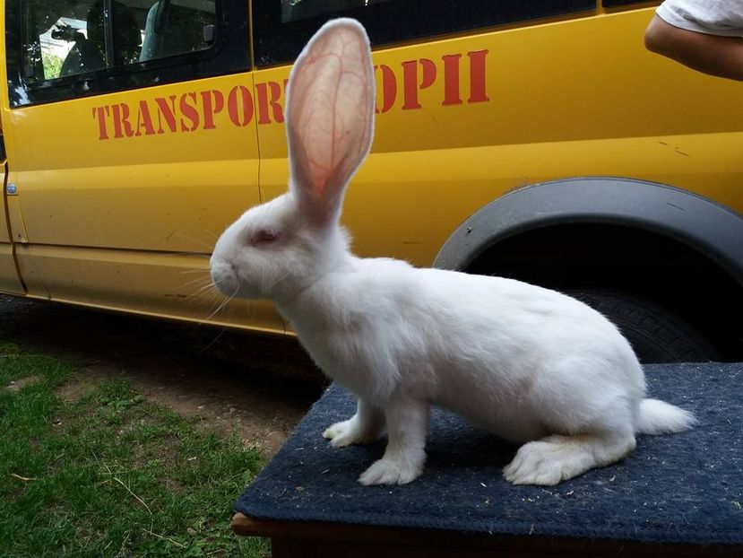 mascul - Urias German Alb