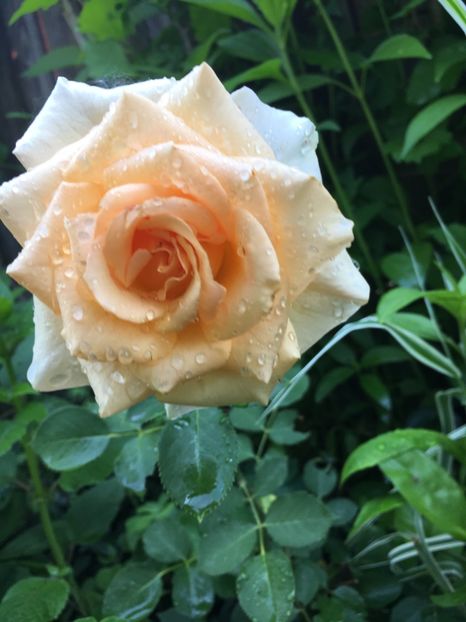 versilia - Trandafiri 2018