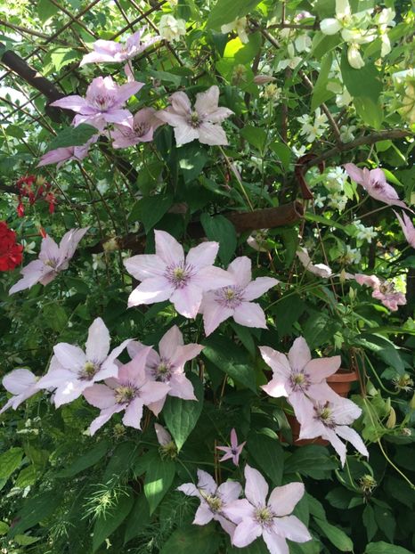 BEA9D164-BBF7-483B-AB3B-E9BB2CE5D428 - Clematite 2018